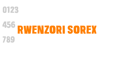 Rwenzori Sorex